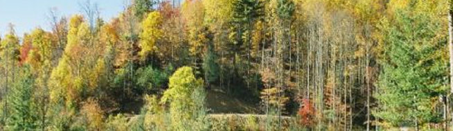header-tree-line