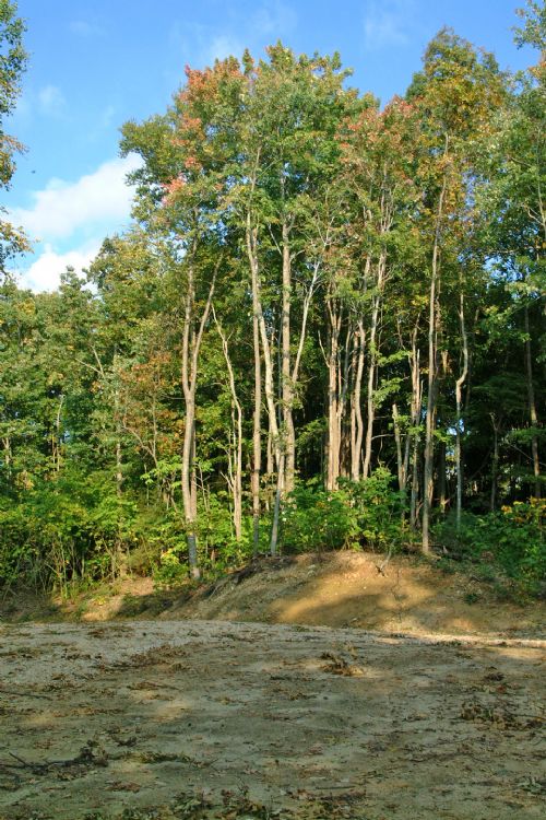 lot 11a heartwood 3